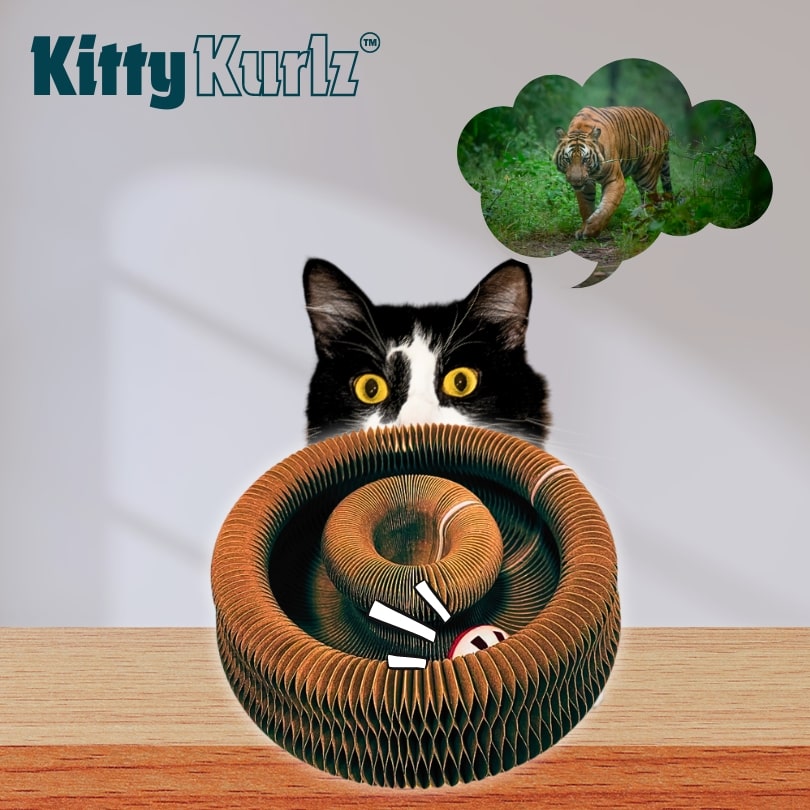 Kitty Kurlz Play Track