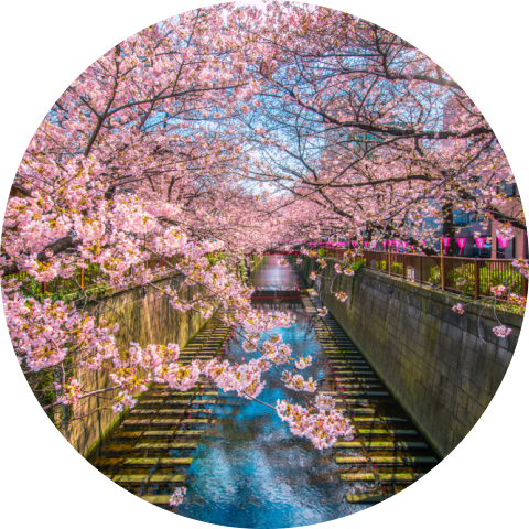 Japan Sakura Adventure Medal